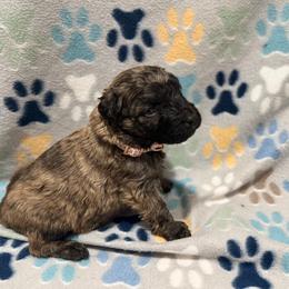 Nova - Black and brindle female Bouvier des Flandres puppy in Wellington, Colorado from Blood Family Frenchies and Bouvs