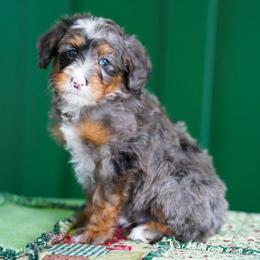 Joker - Merle male Bernedoodle puppy in Dundee, Ohio from Down Home Doodle