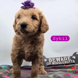 Sybil - Apricot female Goldendoodle puppy in Neillsville, Wisconsin from Granton Creek