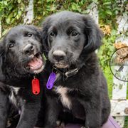 Border Collie, Golden Retriever, and Sporty Mix Puppies from Turbo Border Collies & Coltrievers