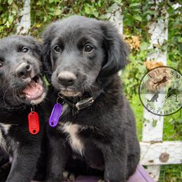 Border Collie, Golden Retriever, and Sporty Mix Puppies from Turbo Border Collies & Coltrievers