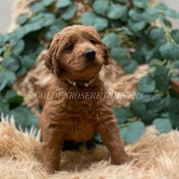 Goldendoodles and Golden Retrievers from Golden Rose Retrievers and Doodles