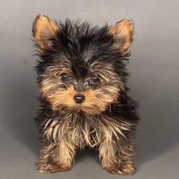 Pomeranian and Yorkshire Terrier Puppies from BC Breeders Association