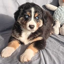 Lil Baxter - Black tri Miniature Australian Shepherd puppy in Yucca Valley, California from Pedroza Farm