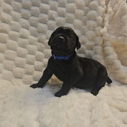 Blue collar - Black male Cane Corso puppy in Fritch, Texas from Carrie Brown's Cane Corsos