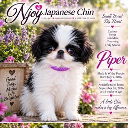 Japanese Chin Puppies from Njoy Japanese Chin
