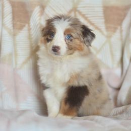 Island Punch - Red merle female Australian Shepherd puppy in Delta, Colorado from PTK Ranch