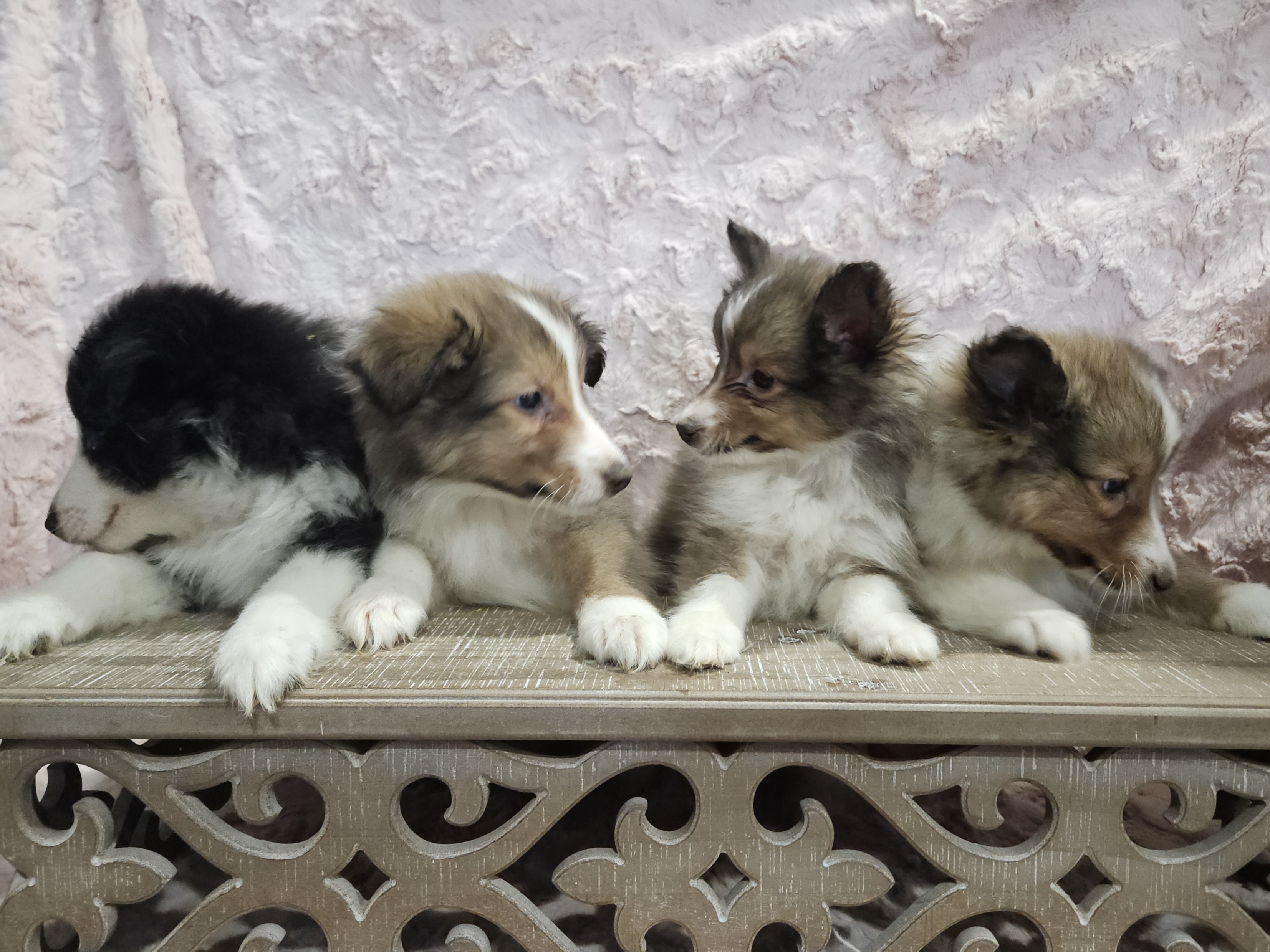 Shetland Sheepdog Puppies from Henotic Homestead's Shetland Sheepdogs