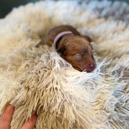 Light purple collar - Red  female Goldendoodle puppy in Ottawa, Kansas from Kansas Country Doodles