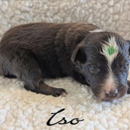 Iso - Red tri male Toy Australian Shepherd puppy in Mountain Home, Idaho from LJK Boxers & Toy Aussies