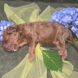 Han Solo - Brown merle male Aussiedoodle puppy in Cumberland, Rhode Island from W Doodle Crew