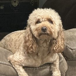 Goldendoodle All Grown Up from Maggie Doodles