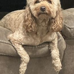 Goldendoodle All Grown Up from Maggie Doodles