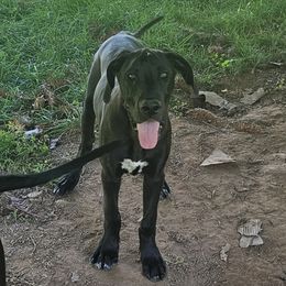 Girl 4 - Black Great Dane puppy in Hydes, Maryland from Chapman House of Danes