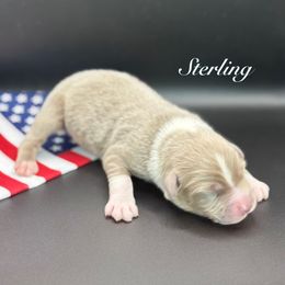 Sterling - Dilute red male Australian Shepherd puppy in Camp Springs, Kentucky from Diamond Paws Australian Shepherds