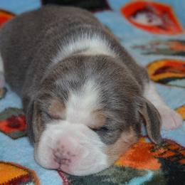 Las Vega Ikon - Blue tan and white male Beagle puppy in Spring Creek, Nevada from Badland Kennel