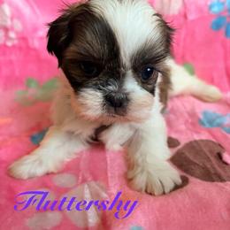 Fluttershy - Black gold and white female Shih Tzu puppy in Hemet, California from Aloha Shih Tzu