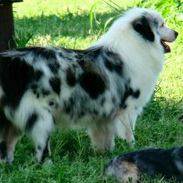 Coconut - Miniature Australian Shepherd
