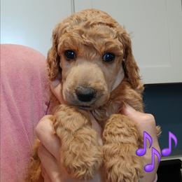 Purple - Apricot female Poodle puppy in Big Rapids, Michigan from Meeker's Ridge Standard Poodles