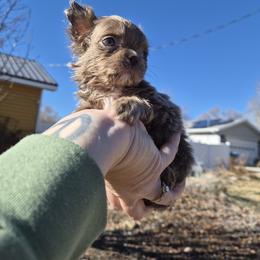Bracco Italiano and Chihuahua Puppies from Snow Peak Kennel