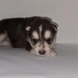 Independence - Red and white male Siberian Husky puppy in Kansas City, Missouri from Anuun's Huskies