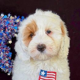 Maine - Chalk male Australian Labradoodle puppy in Washington, North Carolina from Pamlico Labradoodles