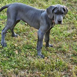 Great Dane Puppies from Lazy A Danes
