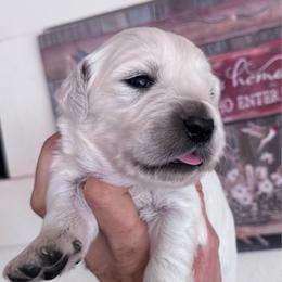 Boy 2 - Light golden male Golden Retriever puppy in Lake Hughes, California from Golden Hills Retrievers
