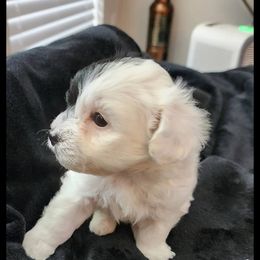 Havanese Puppies from Marcia Hamlet