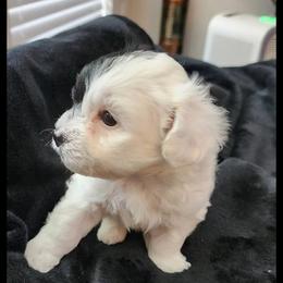 Havanese Puppies from Marcia Hamlet