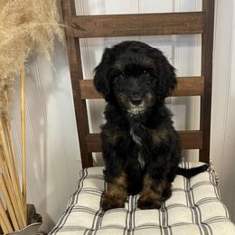 Rigs - Phantom male Goldendoodle puppy in Hackleburg, Alabama from The Doodle Patch