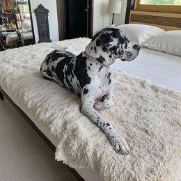 Molly - Harlequin female Great Dane puppy in Walker, Louisiana from La Rebel Danes