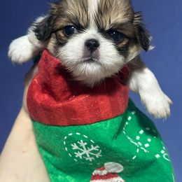 Male red sable - Red and white male Japanese Chin puppy in Salem, Oregon from Chinnychinchinofsalem