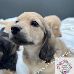 Dachshund Puppies from Dachshund Family Love Breeders