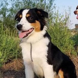 Bree - Miniature Australian Shepherd