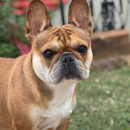 Jolene - French Bulldog