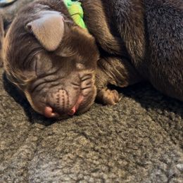 Labrador Retriever Puppies from Labs of Romeo