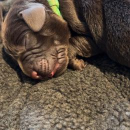 Labrador Retriever Puppies from Labs of Romeo