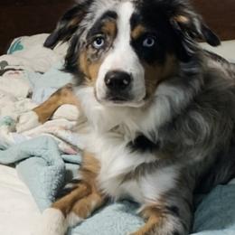 Miniature Australian Shepherd All Grown Up from Diamond Rainbow Aussies