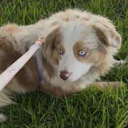 Izzy - Red merle female Miniature Australian Shepherd puppy in Visalia, California from Furrever.Mini.Aussies.llc
