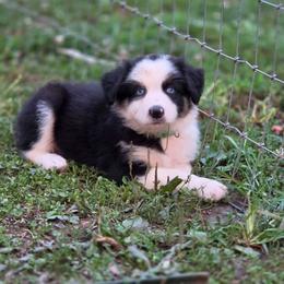 Boy 2 - Black tri-color male Australian Shepherd puppy in Keyser, West Virginia from Heartfelt Hollow Farm