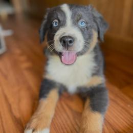 Male 3 - Black tri-color male Australian Shepherd puppy in Smithville, Arkansas from Harris Farms and Aussies