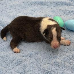 Boy 4 - Sable and white male Shetland Sheepdog puppy in Pensacola, Florida from Nancy Barger's Siberian Huskies