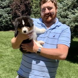 Australian Shepherd Puppies from Highline