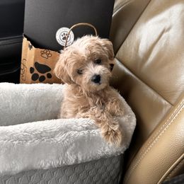 Goldendoodle, Maltipoo, and Yorkipoo Puppies from Doodle Pups Fur-Ever