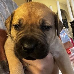 Tron - Fawn male Boerboel puppy in Bon Aqua, Tennessee from Erickson Ranch Boerboels