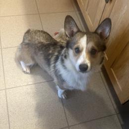 Duchess - Pembroke Welsh Corgi