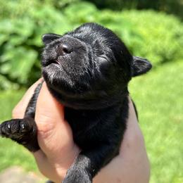 Boy 1 - Black male Schnoodle puppy in Temple, Texas from Schnauzers Of Taylor