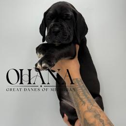 Naomi - Black female Great Dane puppy in Michigan from Ohana Great Danes of Michigan