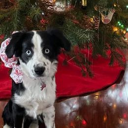 Miniature Australian Shepherd All Grown Up from ST. J’s Mini Aussies